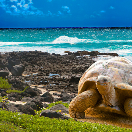 Galápagos